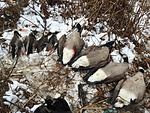 2 Drake Mallards, Hen Mallard, Hen Hooded Merganser, and 4 Canada Geese