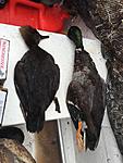 Hen Hooded Merganser & Drake Mallard