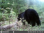 game camera 2014 034