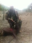 Sika Deer  Bandera Texas