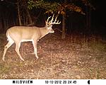 Previous trail cam pics