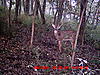 Official Team Drop Tine Terminators Thread (21)-trail-cam-0807-0829-558.jpg