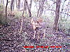 Official Team Drop Tine Terminators Thread (21)-trail-cam-0807-0829-654.jpg