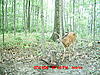 Official Team Hooter's Shooters Thread (1)-deer-044hoss.jpg