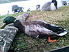 Team 1-ducks-002.jpg