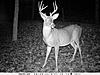 TEAM #15 &quot;The Rack Grabbers&quot;-big9deer.jpg