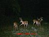 Official Team 1 &quot;Rack Attack&quot;-mdgc0640.jpg