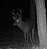 Team 13 check in thread "Natural Bone Killers"-8-point-crop-1.jpg