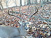 Offical 2011-2012 Picture Post, Score Card.-2011-deer-12.jpg