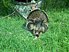 2012 HNI Spring Turkey Contest Champions Team 4 Beard Bandits-img00410-20120331-1304-1-.jpg