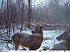 USA TRAILCAMS and LEAFY SUITS-2.jpg