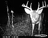 4 CuddeBACK INFARED DIGITAL CAMERAS-november-26th-042.jpg