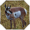 New Portable Blind/Decoy Systems-antelope-decoy-slip.jpg