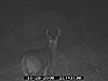 Predator xtinction trail cam new in box-deer-cam-1-163.jpg