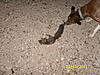 Offical 2011-2012 Squirrel Hunting Contest Sign Up Thread-002.jpg