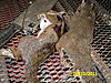 Offical 2011-2012 Squirrel Hunting Contest Sign Up Thread-002.jpg