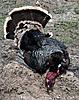 Team 2 ~ Longbeard Legion Winner All Birds-image.jpg