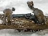 2013-2014 Squirrel Contest!!-lateseason.jpg