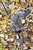 2013 - 2014 Squirrel Contest Picture Post Thread.-image.jpg