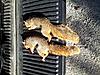 2013 - 2014 Squirrel Contest Picture Post Thread.-two.jpg
