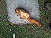 2013 - 2014 Squirrel Contest Picture Post Thread.-squirrel-1.jpg