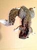 2013 - 2014 Squirrel Contest Picture Post Thread.-whitetip_tail.jpg
