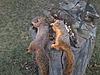 2013 - 2014 Squirrel Contest Picture Post Thread.-2-am-kills.jpg