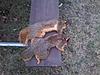 2013 - 2014 Squirrel Contest Picture Post Thread.-2-afternoon-kills.jpg