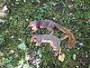 2014-2015 Squirrel Hunting Contest Picture Post Thread.-squirrel-kills-91314-001.jpg