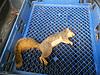 2014-2015 Squirrel Hunting Contest Picture Post Thread.-squirrel-kill.jpg