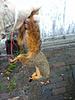 2014-2015 Squirrel Hunting Contest Picture Post Thread.-1011-squirrel.jpg