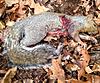 2014-2015 Squirrel Hunting Contest Picture Post Thread.-image.jpg
