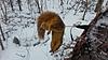 2014-2015 Squirrel Hunting Contest Picture Post Thread.-squirrel-kill12515.jpg