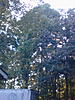 2017 Squirrel Contest-trees-5.jpg