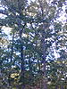 2017 Squirrel Contest-trees-7.jpg