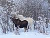 Did I see a Albino moose?!!-picture-068.jpg