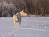 Did I see a Albino moose?!!-picture-085.jpg