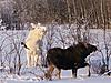 Did I see a Albino moose?!!-picture-078.jpg