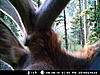 Bull scouting pictures-bull-elk-3.jpg