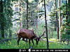 Bull scouting pictures-bull-elk-6.jpg