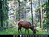 Bull scouting pictures-bull-elk-7.jpg