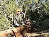 what is the must have elk call when archery hunting?-06-bull.jpg