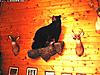 Bear Cub Killers-ganoga_bear_mount.jpg