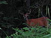 Hardest critter to hunt-montana-aug.2010-011.jpg