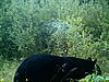 Bears and Trail Cams-trail-cam-pics-006.jpg