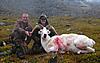 Wife's First Dall Sheep-kourt-s-ram-4.jpg