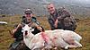 Wife's First Dall Sheep-p8280051.jpg