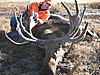 Spider Bull Moose Shot in saskatchewan-007.jpg