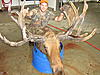 Spider Bull Moose Shot in saskatchewan-039.jpg