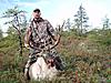 newfoundland caribou and bear-newfoundland-pictures-038.jpg